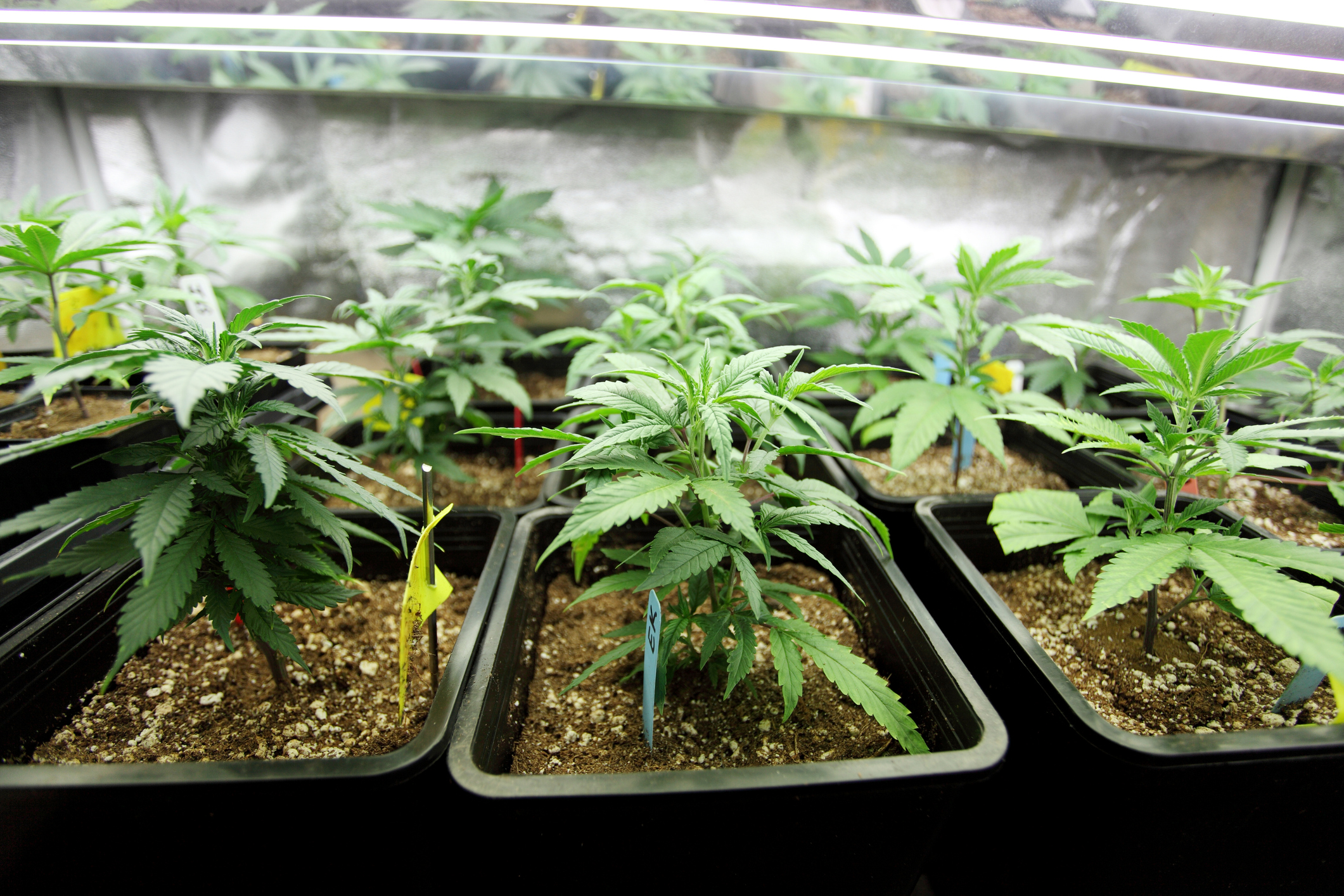 Cannabis Growing Equipment for Beginners