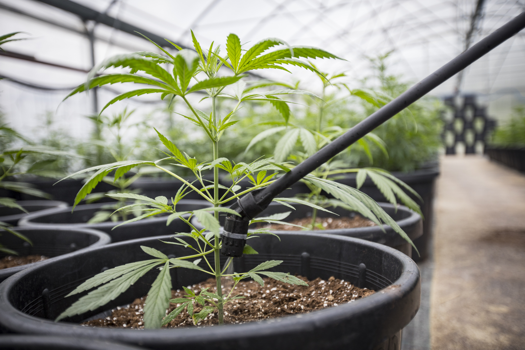 How Often to Water Cannabis Plants
