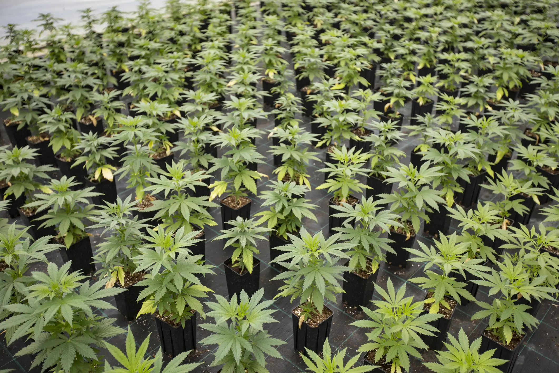 What is Pheno Hunting?