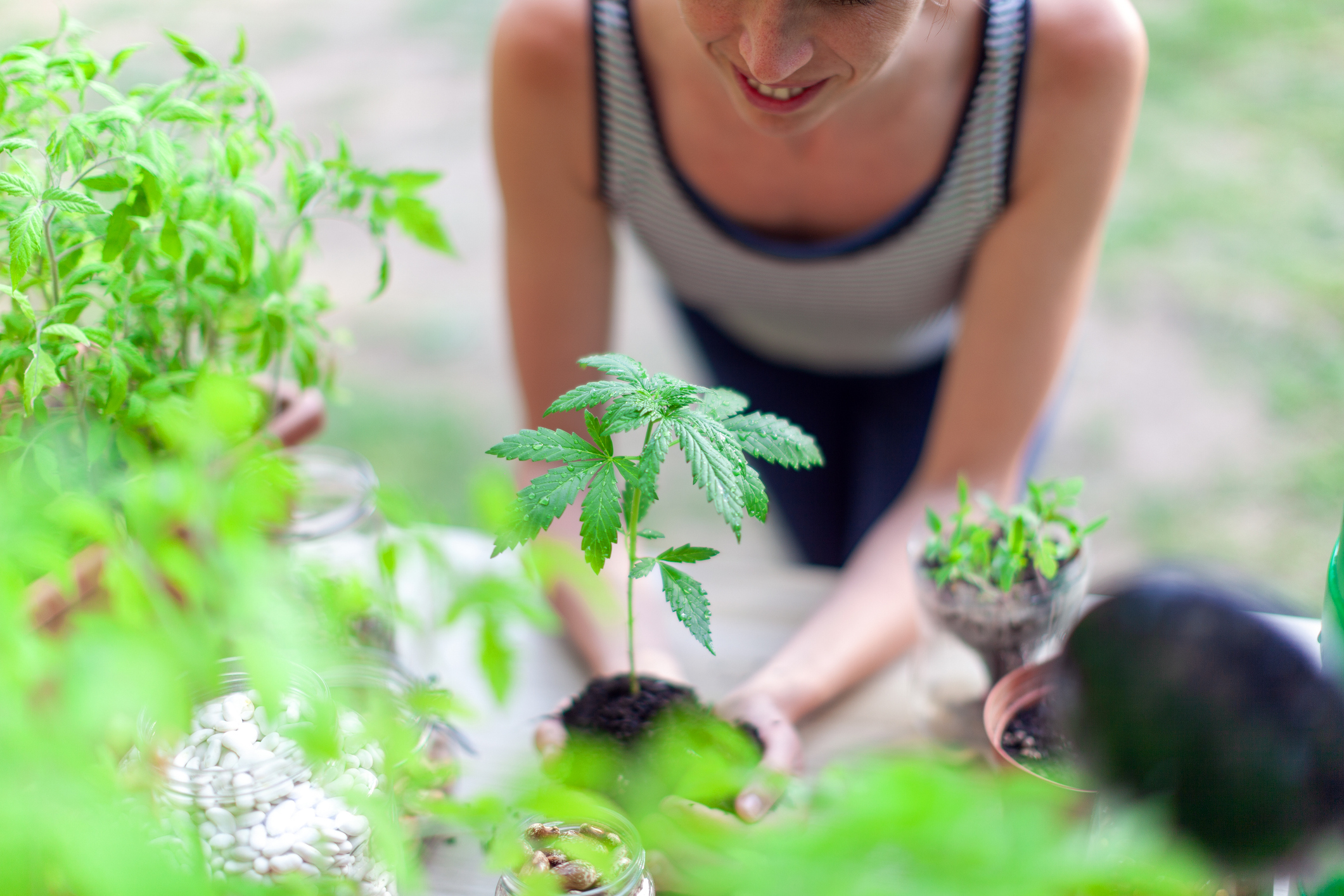 Where to Buy Cannabis Seeds in New York