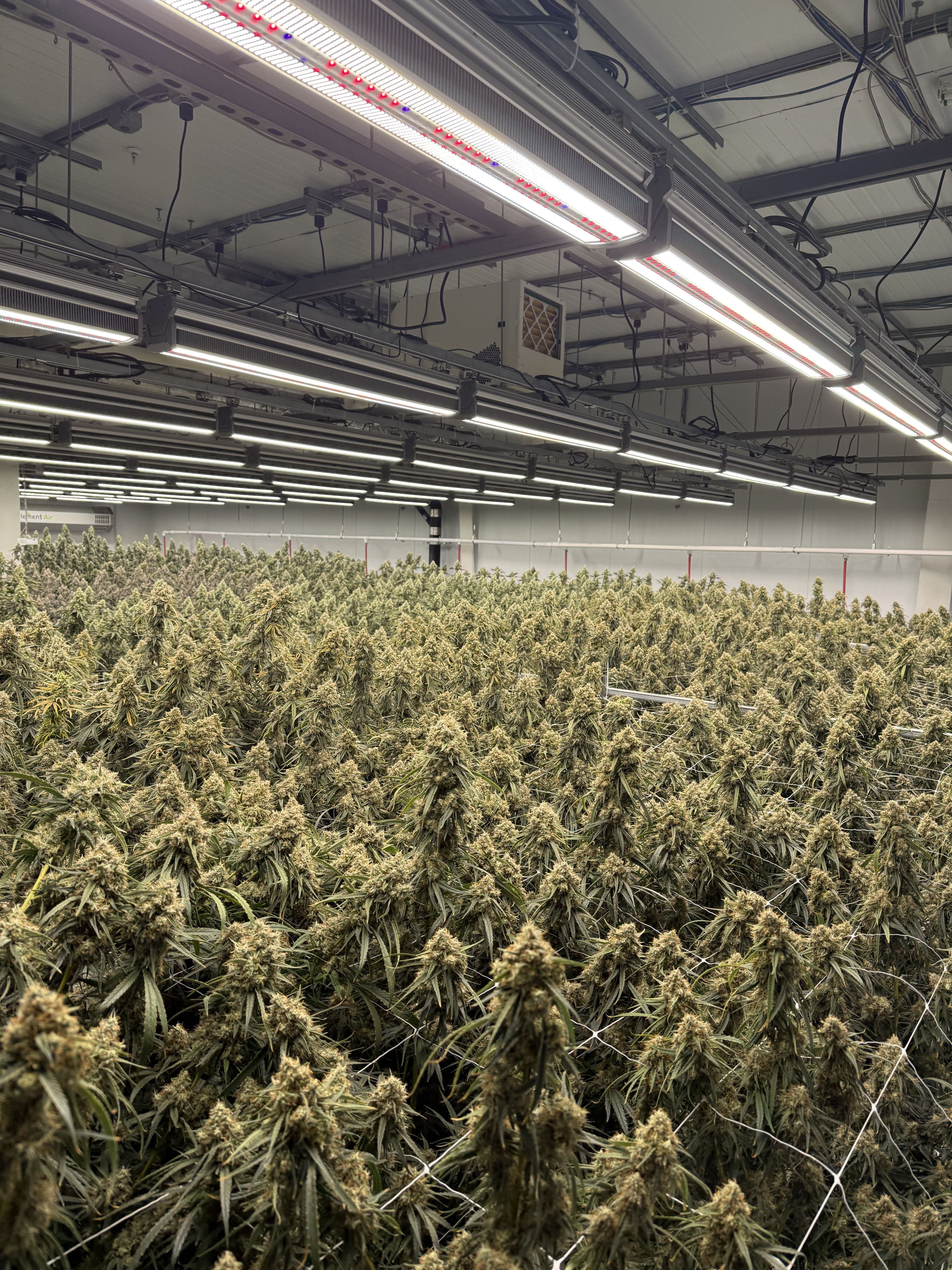 Check Out Our Pheno Hunter Web App