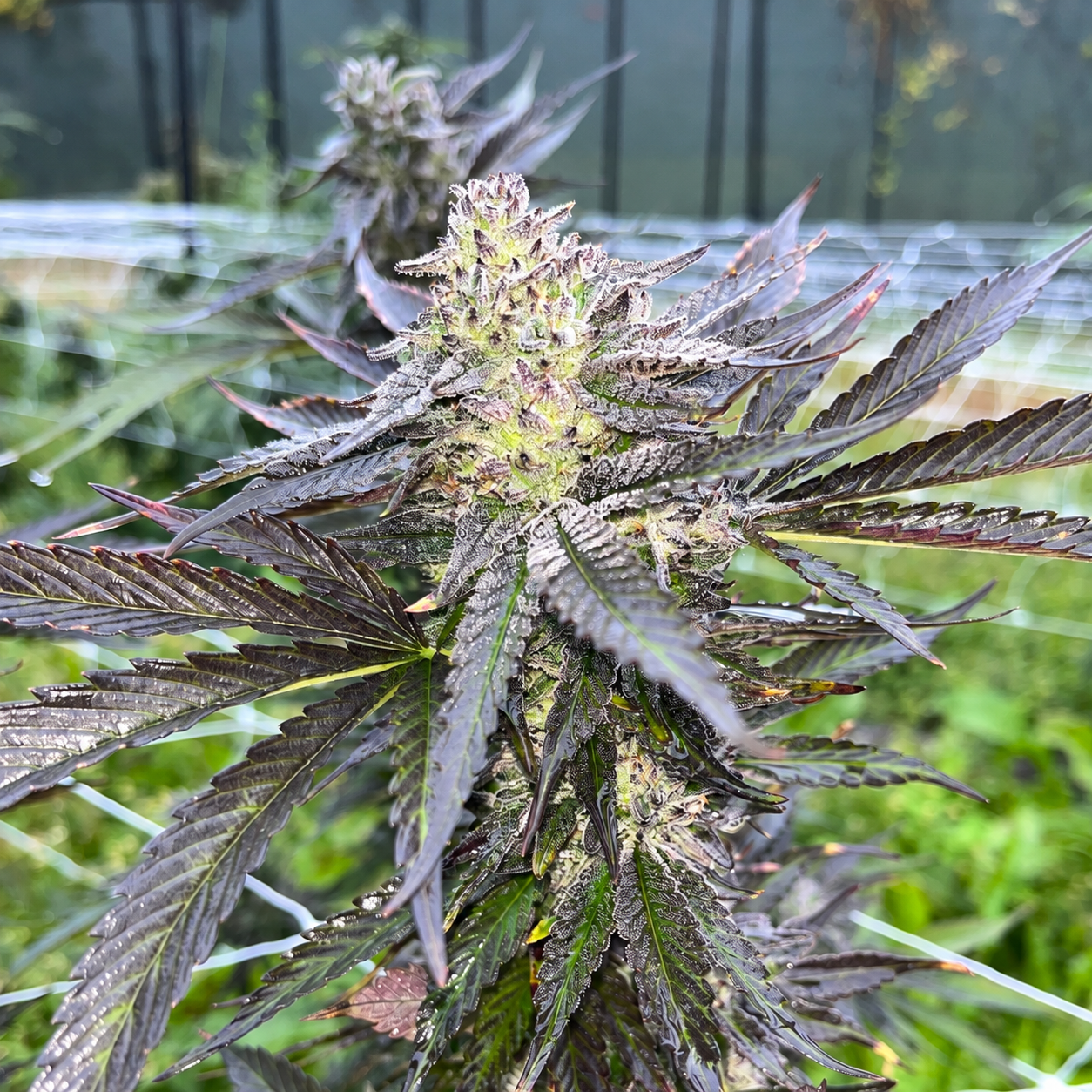 What Stage Should My Grow Be At In September/October