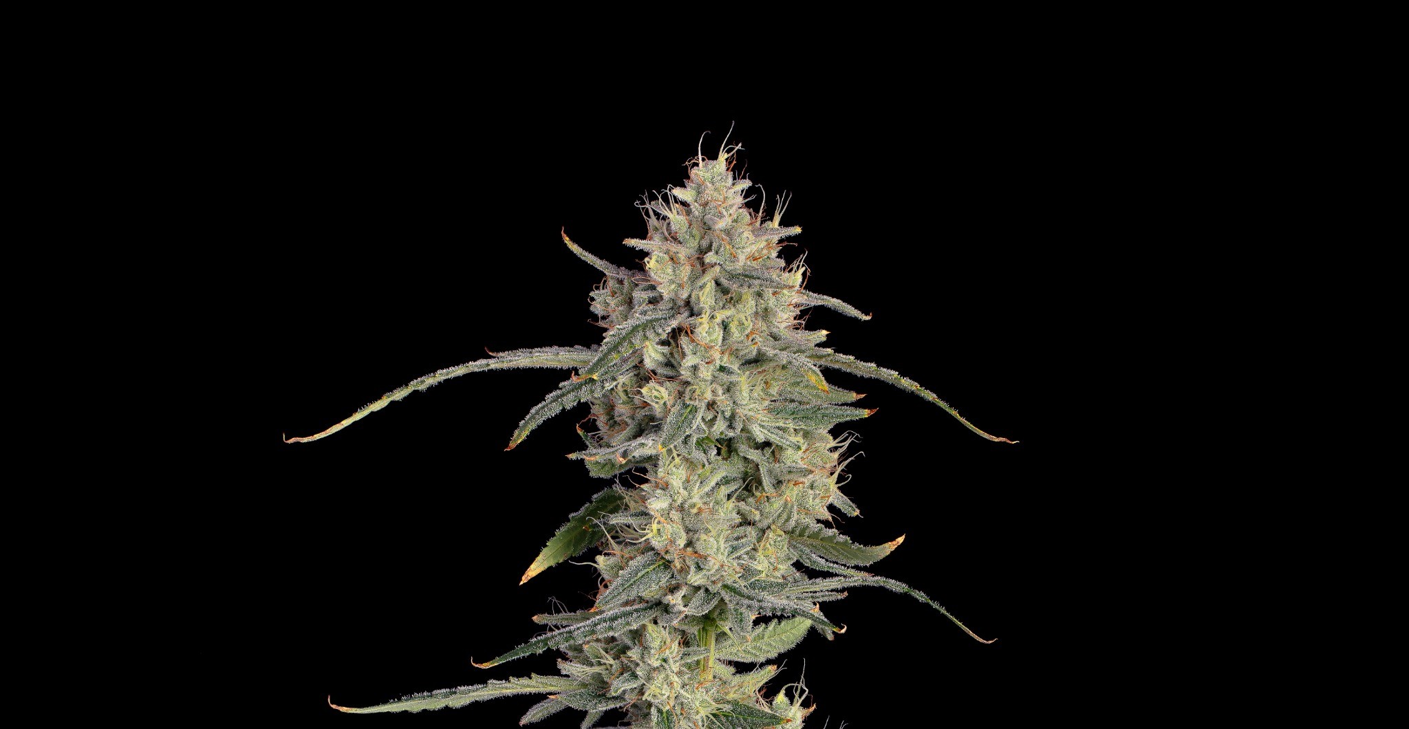 Your Complete Autoflower Grow Timeline: A Week-by-Week Guide From Seed to Harvest